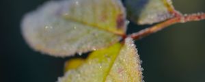 Preview wallpaper leaves, frost, ice, macro