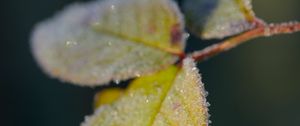 Preview wallpaper leaves, frost, ice, macro