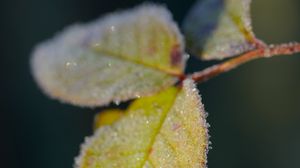 Preview wallpaper leaves, frost, ice, macro