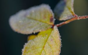 Preview wallpaper leaves, frost, ice, macro