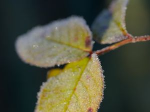 Preview wallpaper leaves, frost, ice, macro