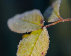 Preview wallpaper leaves, frost, ice, macro