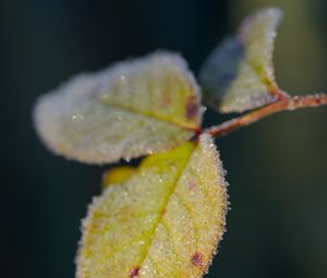 Preview wallpaper leaves, frost, ice, macro