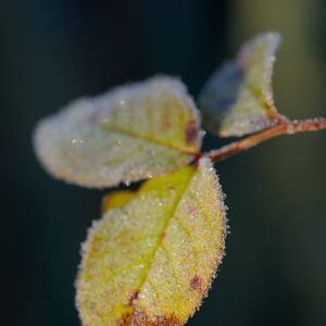 Preview wallpaper leaves, frost, ice, macro