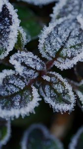 Preview wallpaper leaves, frost, ice, plant, macro