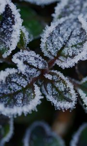 Preview wallpaper leaves, frost, ice, plant, macro