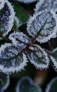 Preview wallpaper leaves, frost, ice, plant, macro