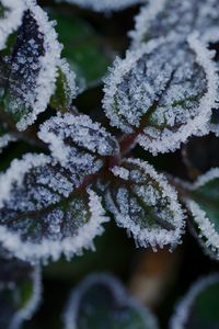 Preview wallpaper leaves, frost, ice, plant, macro