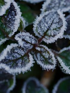 Preview wallpaper leaves, frost, ice, plant, macro