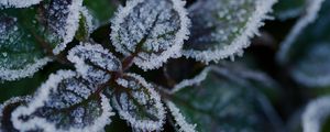 Preview wallpaper leaves, frost, ice, plant, macro