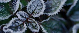 Preview wallpaper leaves, frost, ice, plant, macro