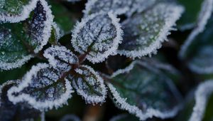 Preview wallpaper leaves, frost, ice, plant, macro