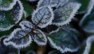 Preview wallpaper leaves, frost, ice, plant, macro
