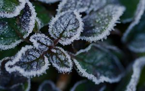 Preview wallpaper leaves, frost, ice, plant, macro