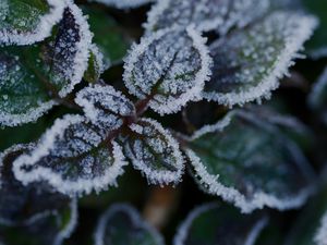 Preview wallpaper leaves, frost, ice, plant, macro