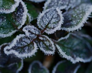 Preview wallpaper leaves, frost, ice, plant, macro