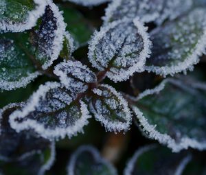 Preview wallpaper leaves, frost, ice, plant, macro