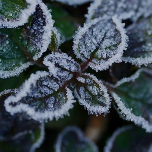 Preview wallpaper leaves, frost, ice, plant, macro
