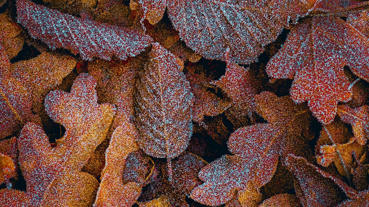 Wallpaper leaves, frost, macro, autumn, brown