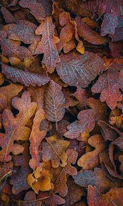Preview wallpaper leaves, frost, macro, autumn, brown