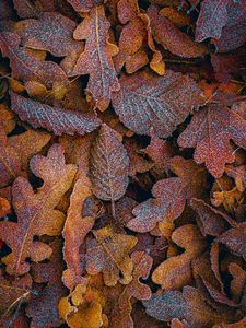 Preview wallpaper leaves, frost, macro, autumn, brown