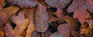 Preview wallpaper leaves, frost, macro, autumn, brown