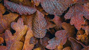 Preview wallpaper leaves, frost, macro, autumn, brown