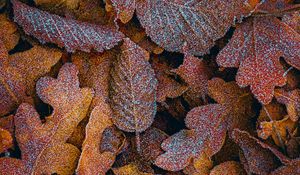 Preview wallpaper leaves, frost, macro, autumn, brown
