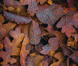 Preview wallpaper leaves, frost, macro, autumn, brown