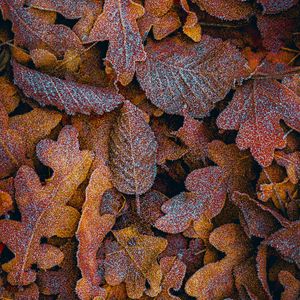 Preview wallpaper leaves, frost, macro, autumn, brown