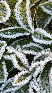 Preview wallpaper leaves, frost, macro