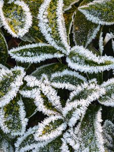 Preview wallpaper leaves, frost, macro