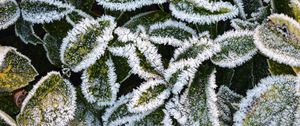 Preview wallpaper leaves, frost, macro