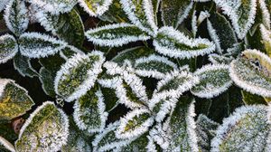 Preview wallpaper leaves, frost, macro