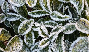 Preview wallpaper leaves, frost, macro