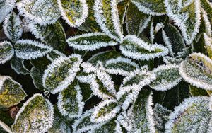 Preview wallpaper leaves, frost, macro