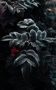 Preview wallpaper leaves, frost, plant, macro