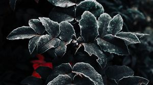 Preview wallpaper leaves, frost, plant, macro