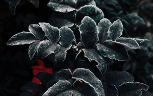 Preview wallpaper leaves, frost, plant, macro