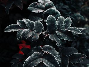 Preview wallpaper leaves, frost, plant, macro