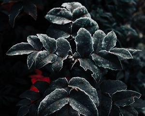 Preview wallpaper leaves, frost, plant, macro