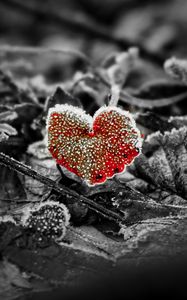 Preview wallpaper leaves, frost, red, macro