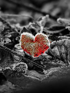 Preview wallpaper leaves, frost, red, macro