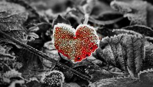 Preview wallpaper leaves, frost, red, macro