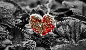 Preview wallpaper leaves, frost, red, macro
