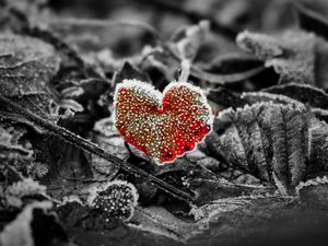 Preview wallpaper leaves, frost, red, macro