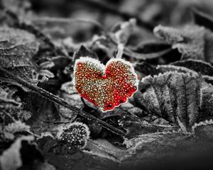 Preview wallpaper leaves, frost, red, macro
