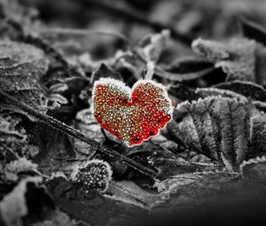 Preview wallpaper leaves, frost, red, macro