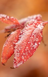 Preview wallpaper leaves, frost, snow, autumn, macro