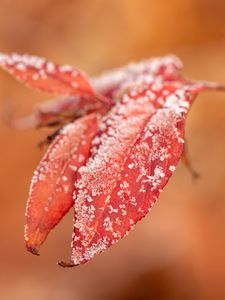 Preview wallpaper leaves, frost, snow, autumn, macro